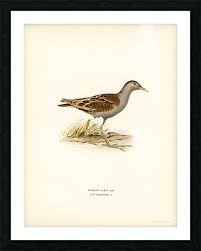 Image result for Porzana parva