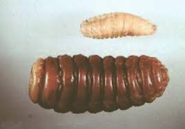 Attēlu rezultāti vaicājumam “Therevidae larva”