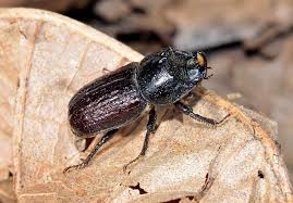 Attēlu rezultāti vaicājumam “Sinodendron cylindricum”