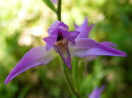 Attēlu rezultāti vaicājumam “Cephalanthera rubra”