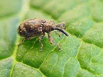 Attēlu rezultāti vaicājumam “Anthonomus pomorum”