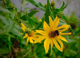 Attēlu rezultāti vaicājumam “Helianthus tuberosus flower”