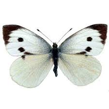 Attēlu rezultāti vaicājumam “Pieridae”