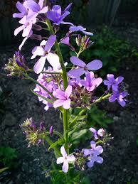 Image result for Hesperis matronalis