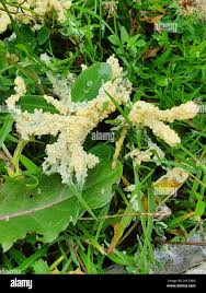 Attēlu rezultāti vaicājumam “Didymium spongiosum”