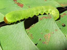 Attēlu rezultāti vaicājumam “Argidae larva”