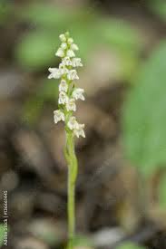 Attēlu rezultāti vaicājumam “Goodyera repens flower”