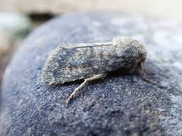 Attēlu rezultāti vaicājumam “Semioscopis avellanella imago”