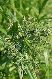 Attēlu rezultāti vaicājumam “Scirpus sylvaticus”