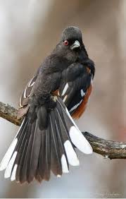 Image result for Pipilo erythrophthalmus