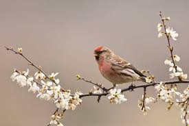 Attēlu rezultāti vaicājumam “Carduelis flammea female”