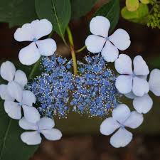 Attēlu rezultāti vaicājumam “Hydrangea”