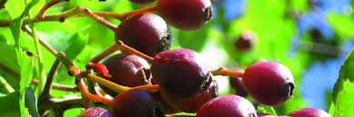 Attēlu rezultāti vaicājumam “Sorbus intermedia fruit”