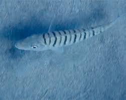 Image result for Lithognathus mormyrus