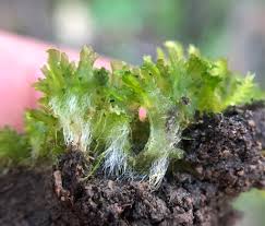 Attēlu rezultāti vaicājumam “Anthocerotopsida”