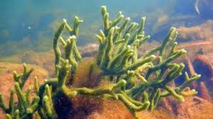 Attēlu rezultāti vaicājumam “Spongilla lacustris”