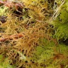 Attēlu rezultāti vaicājumam “Hylocomiastrum umbratum”