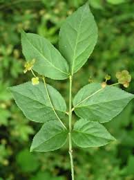 Attēlu rezultāti vaicājumam “Euonymus verrucosus”