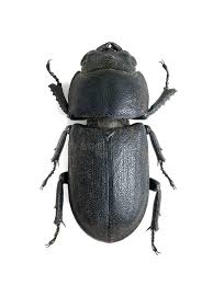 Attēlu rezultāti vaicājumam “Dorcus parallelopipedus”