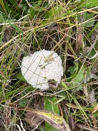 Attēlu rezultāti vaicājumam “Didymium tussilaginis spores”