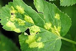 Attēlu rezultāti vaicājumam “Mycosphaerella ulmi”