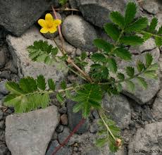 Attēlu rezultāti vaicājumam “Potentilla arenaria leaf”
