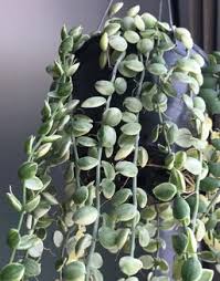 Attēlu rezultāti vaicājumam “Sedum aizoon fruit”