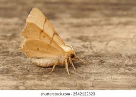 Attēlu rezultāti vaicājumam “Ennomos autumnaria male”