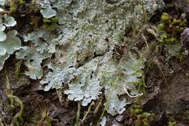 Attēlu rezultāti vaicājumam “Punctelia subrudecta”