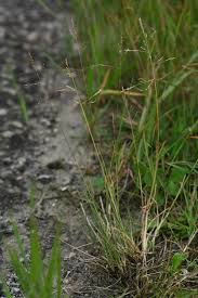 Attēlu rezultāti vaicājumam “Puccinellia distans”