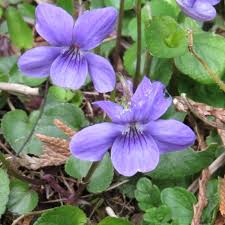 Attēlu rezultāti vaicājumam “Viola riviniana flower”