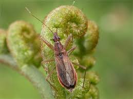 Attēlu rezultāti vaicājumam “Nabidae”