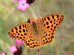 Attēlu rezultāti vaicājumam “Issoria lathonia upperside”