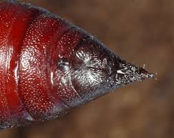 Attēlu rezultāti vaicājumam “Sphinx ligustri larva”