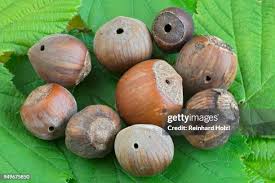 Attēlu rezultāti vaicājumam “Curculio nucum”