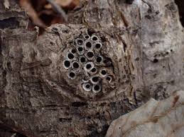 Attēlu rezultāti vaicājumam “Andricus quercuscorticis”