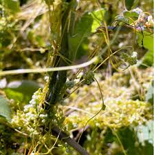 Attēlu rezultāti vaicājumam “Cuscuta epithymum subsp. trifolii”