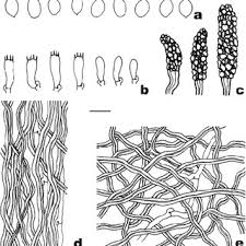 Attēlu rezultāti vaicājumam “Junghuhnia pseudozilingiana”