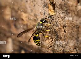 Attēlu rezultāti vaicājumam “Ancistrocerus sp. male”