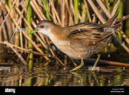 Image result for Porzana parva