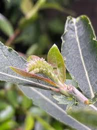Attēlu rezultāti vaicājumam “Salix lapponum leaf”