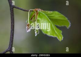 Attēlu rezultāti vaicājumam “Fagus sylvatica female flower”