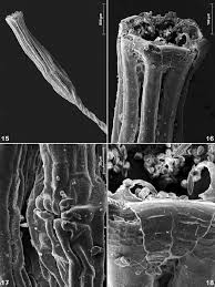 Attēlu rezultāti vaicājumam “Orthotrichum speciosum sporophyte”