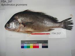Image result for Aplodinotus grunniens