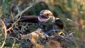 Attēlu rezultāti vaicājumam “Caprimulgus europaeus nest”