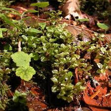 Attēlu rezultāti vaicājumam “Mnium”