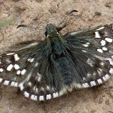 Attēlu rezultāti vaicājumam “Grypocoris sexguttatus imago”