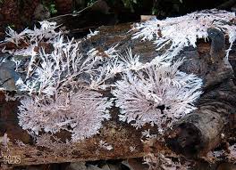 Attēlu rezultāti vaicājumam “Steccherinum fimbriatum”