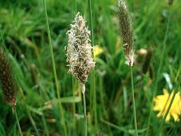 Attēlu rezultāti vaicājumam “Alopecurus pratensis fruit”