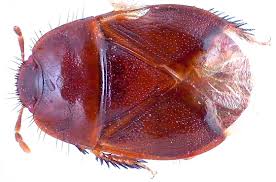 Attēlu rezultāti vaicājumam “Cydnidae”